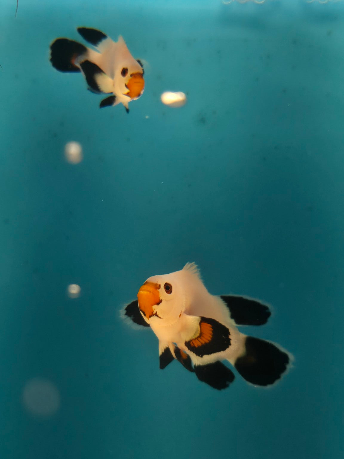 Actual Wyoming White Clownfish bonded pair