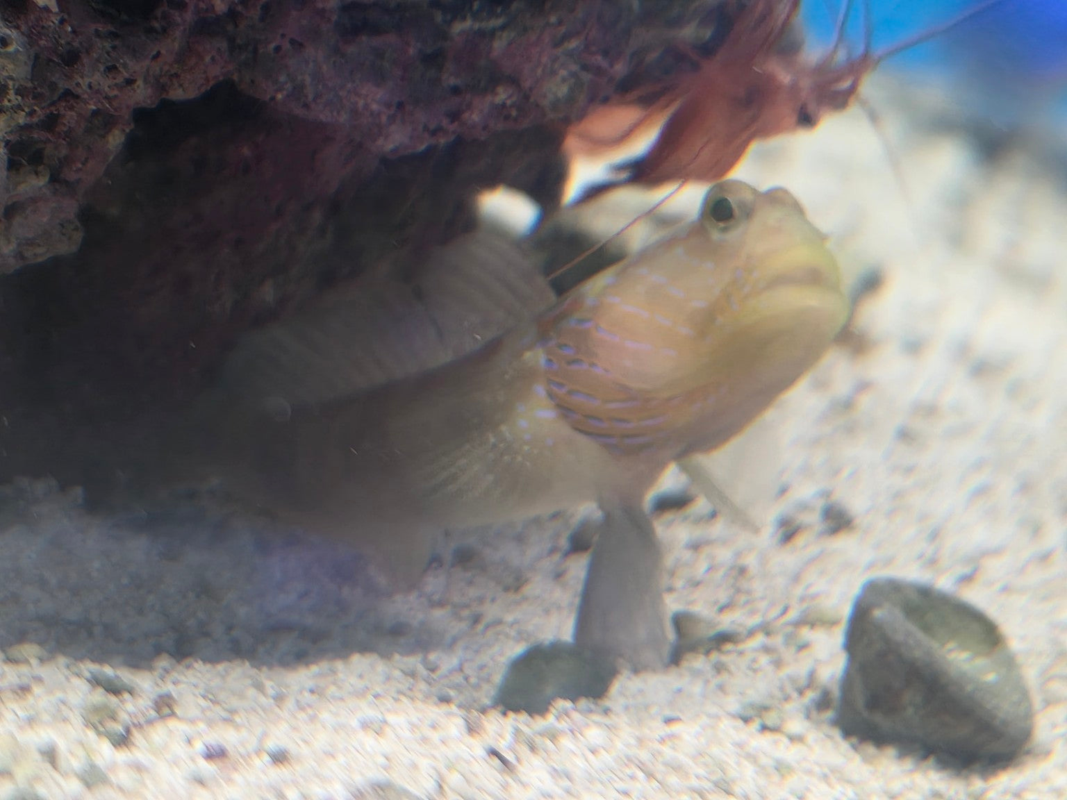 Yellow and Blue Watchman Goby Large actual fish