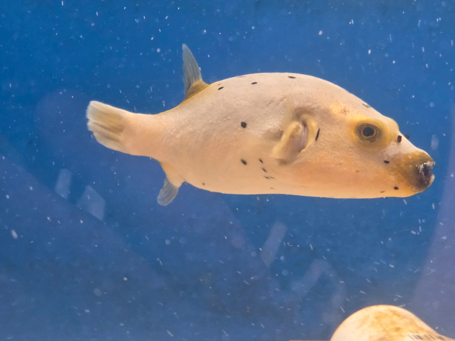 Yellowbelly Dogface Puffer actual fish