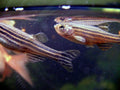 Zebra Danio (Danio rerio) — Pogrebnoj-Alexandroff, CC BY-SA 3.0 via Wikimedia Commons