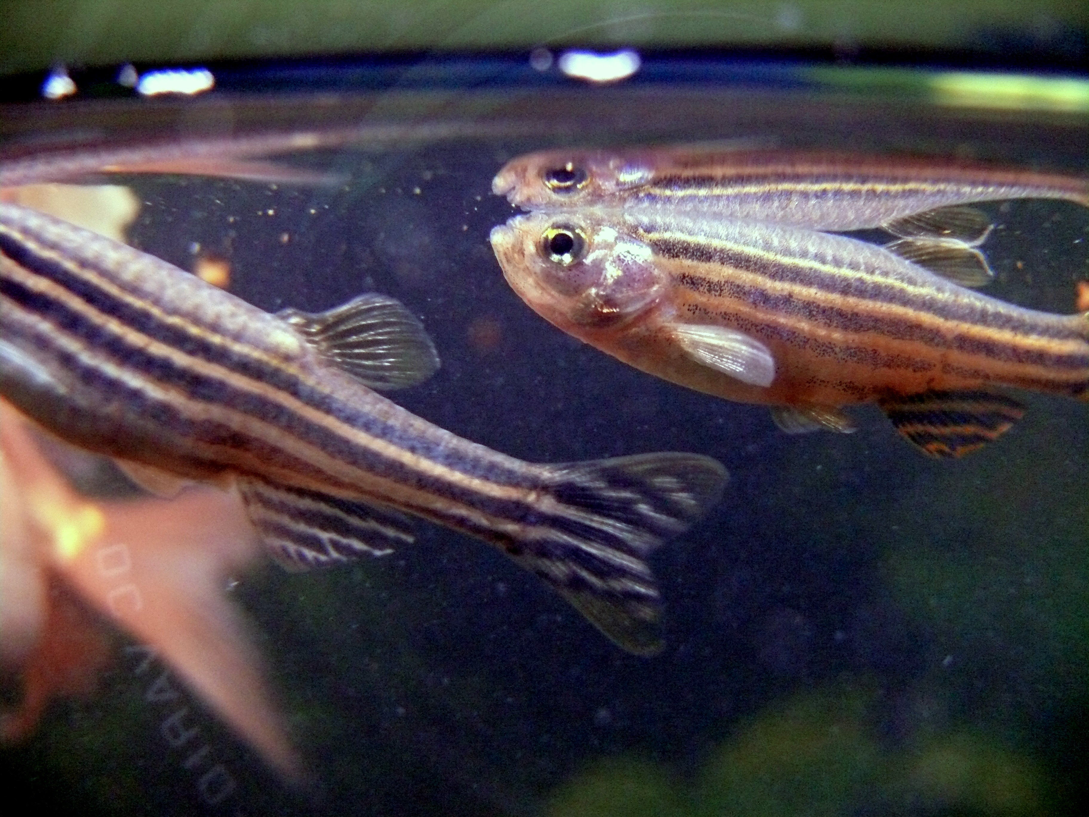 Zebra Danio (Danio rerio) — Pogrebnoj-Alexandroff, CC BY-SA 3.0 via Wikimedia Commons
